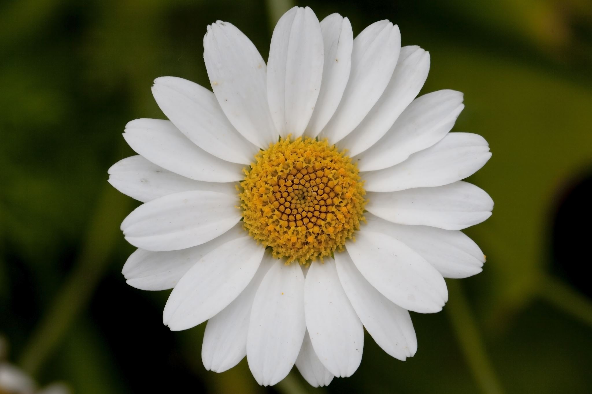 Flower Petals neOnbubble