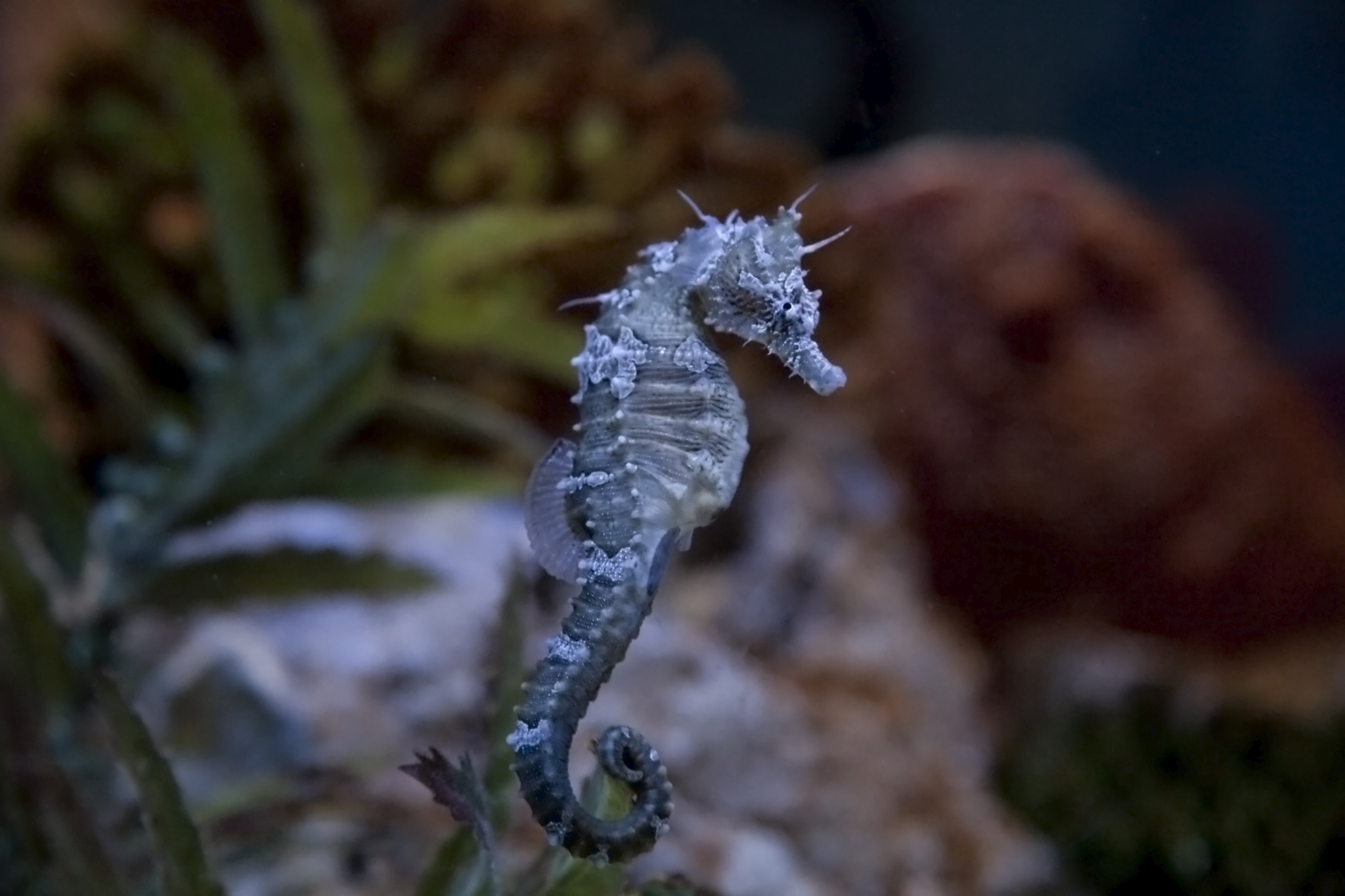 Seahorse