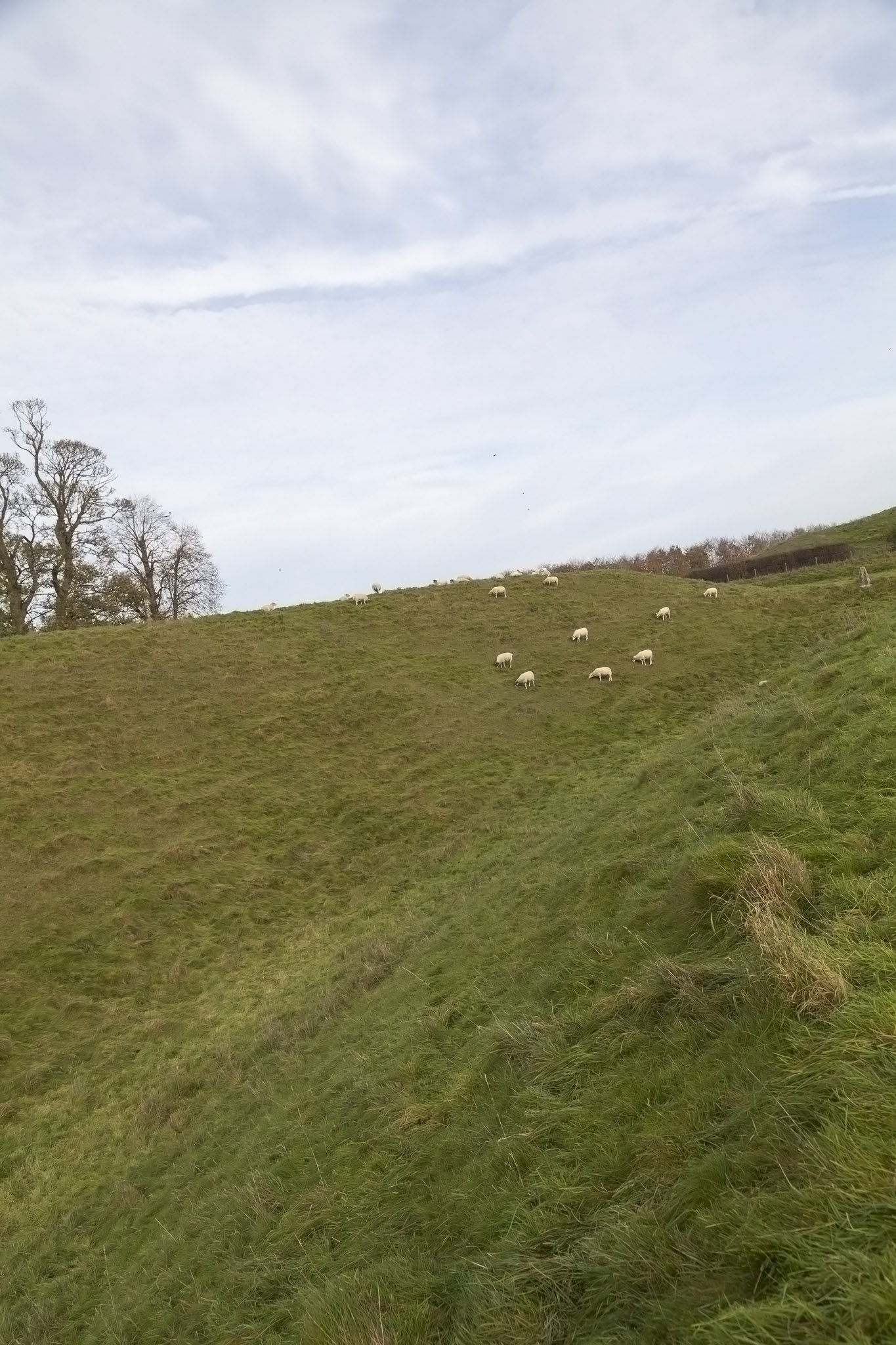 Avebury, Sheep
