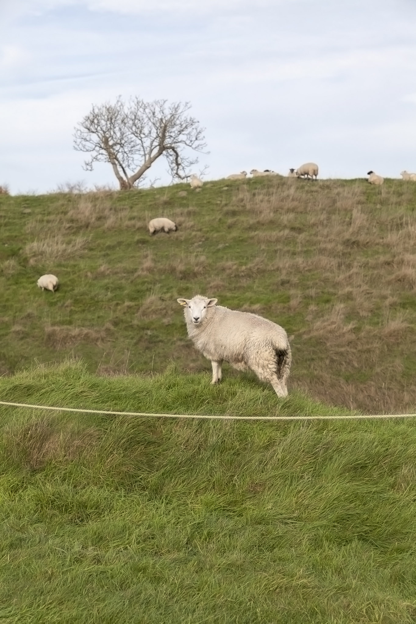 Avebury, Sheep