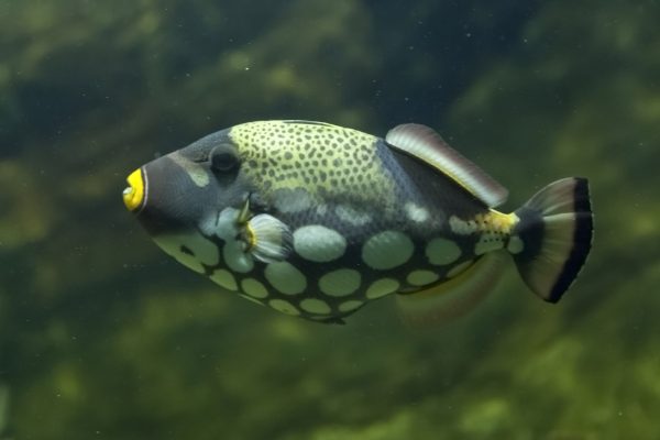 Fish