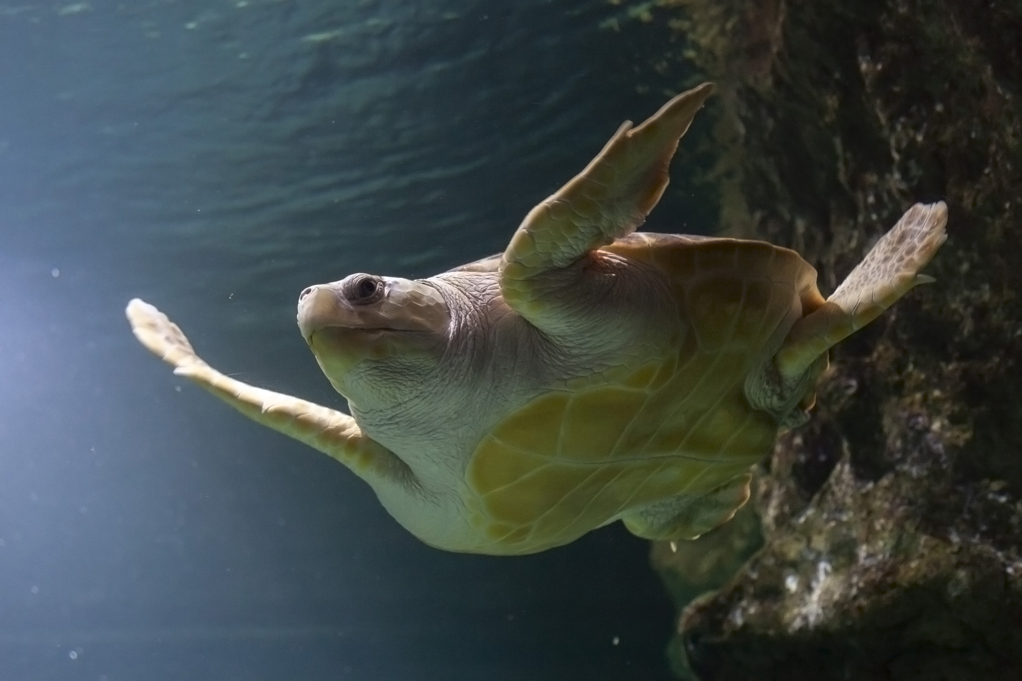 La Rochelle Aquarium