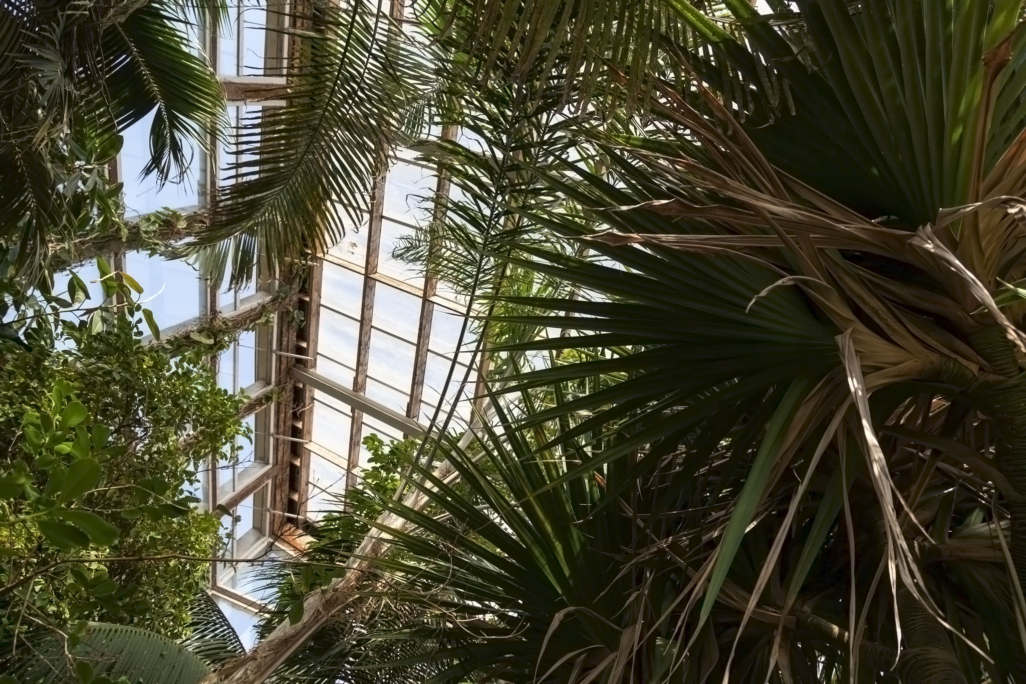 Emmanuel Liais Greenhouse