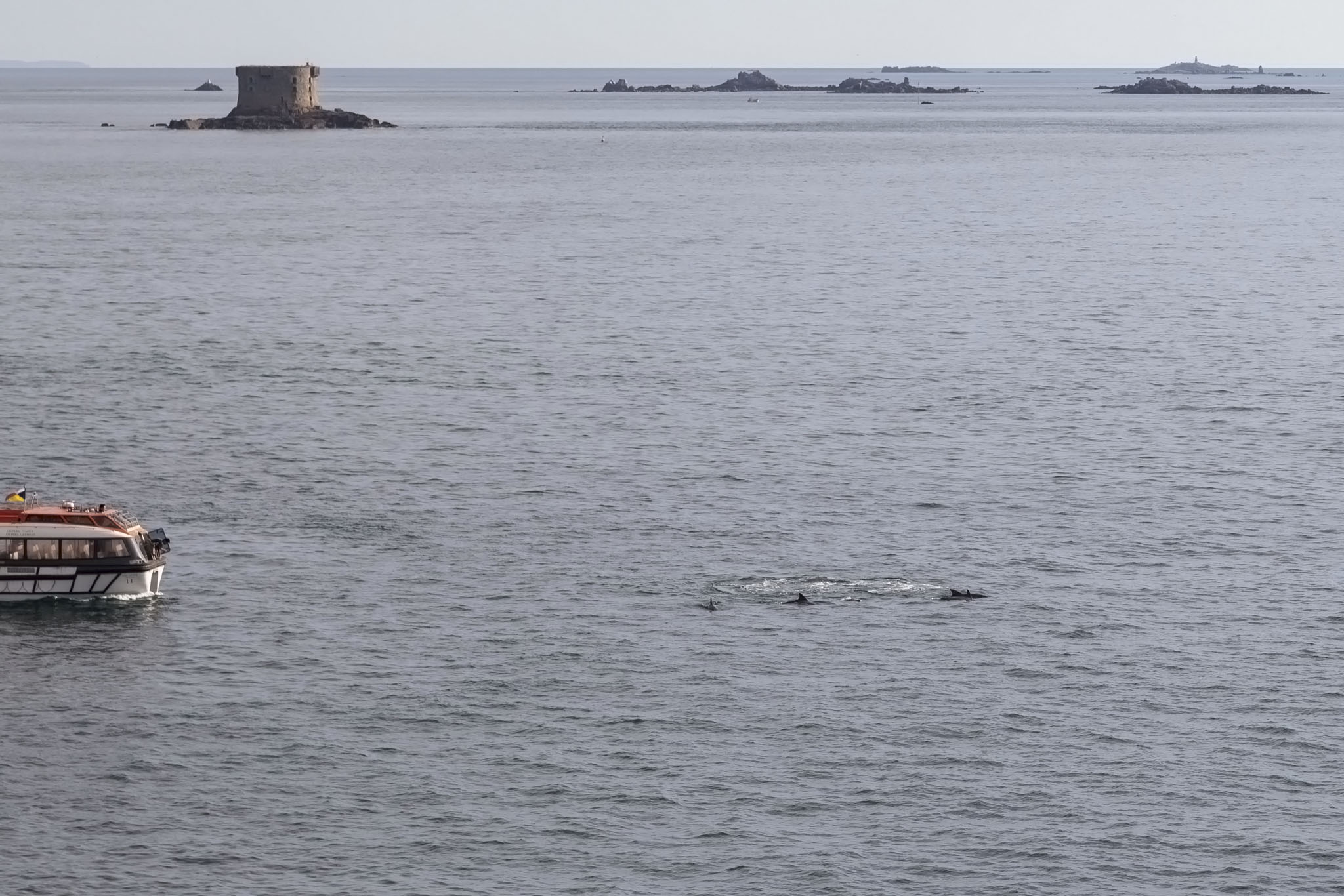 Dolphins From Arcadia At Guernsey