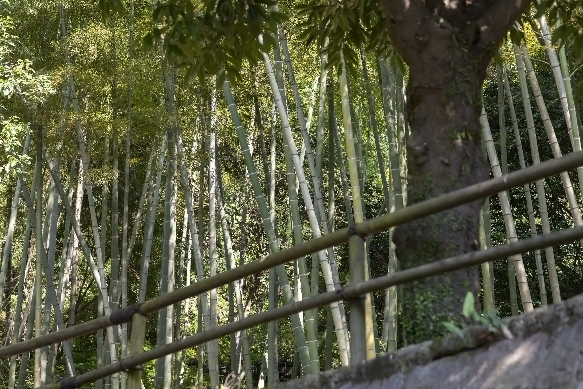 Bamboo