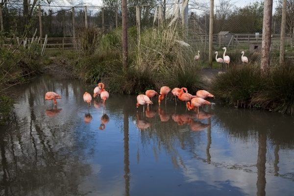 Flamingos