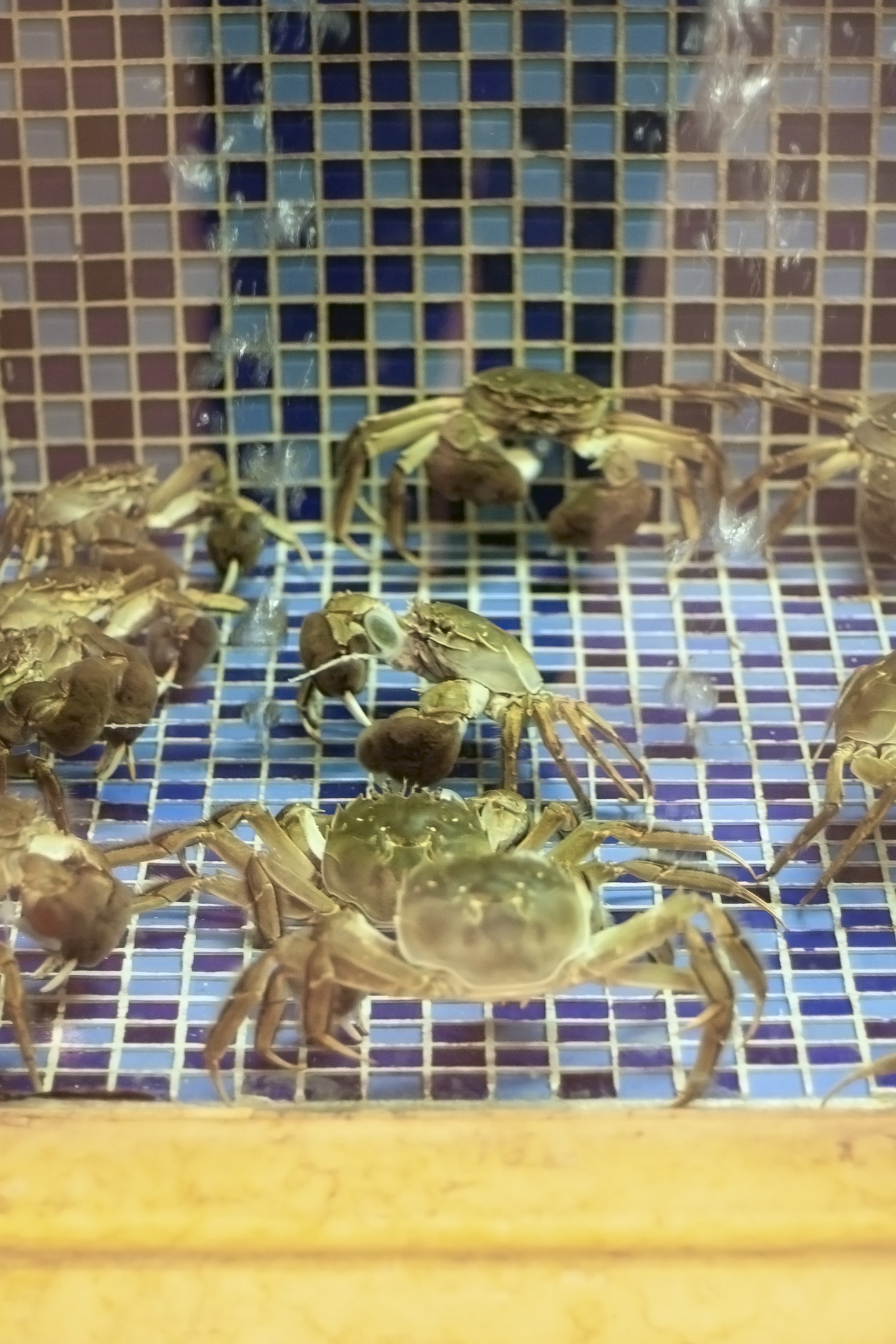 Crabs In Tank