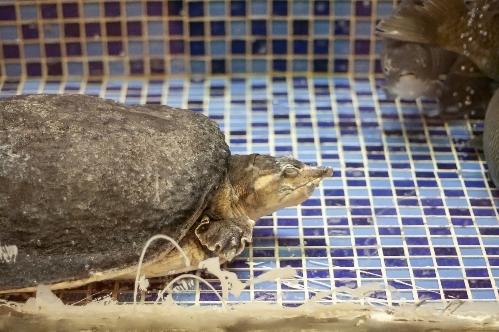 Turtle In Tank