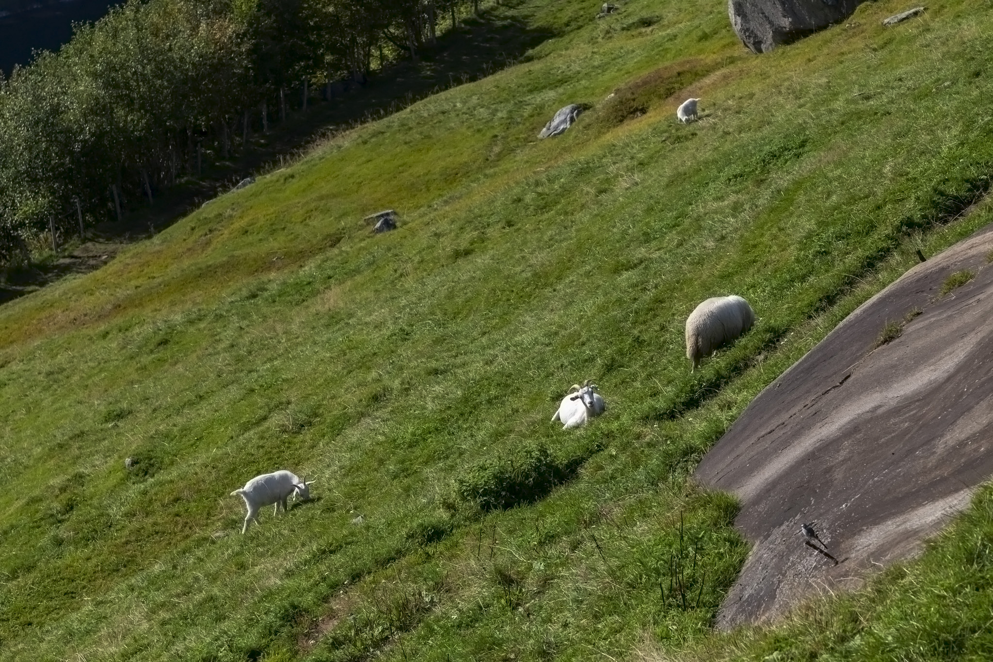 Sheep On Hill