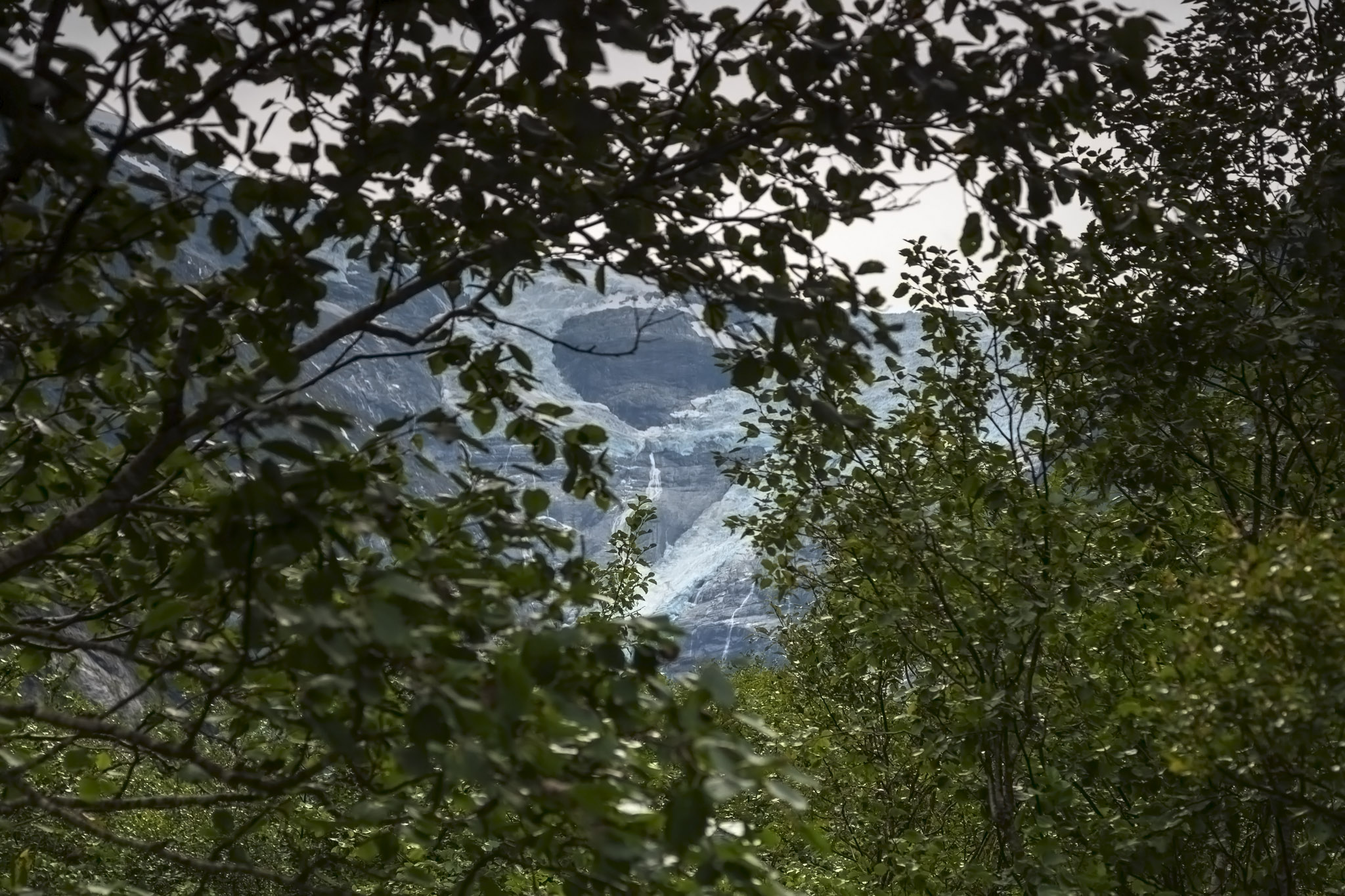 Glacier Through Trees