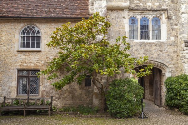 Tree In Courtyard