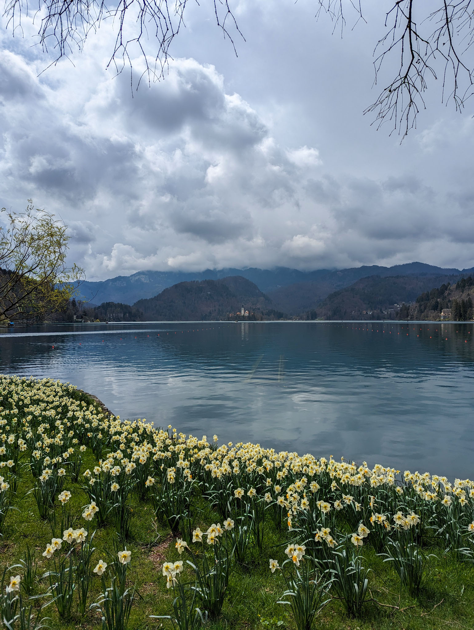Daffodils on grass in the foreground; a large, flat lake beyond with a small island housing a church. Mountainous landscape in the background is partly hidden by big grey clouds.