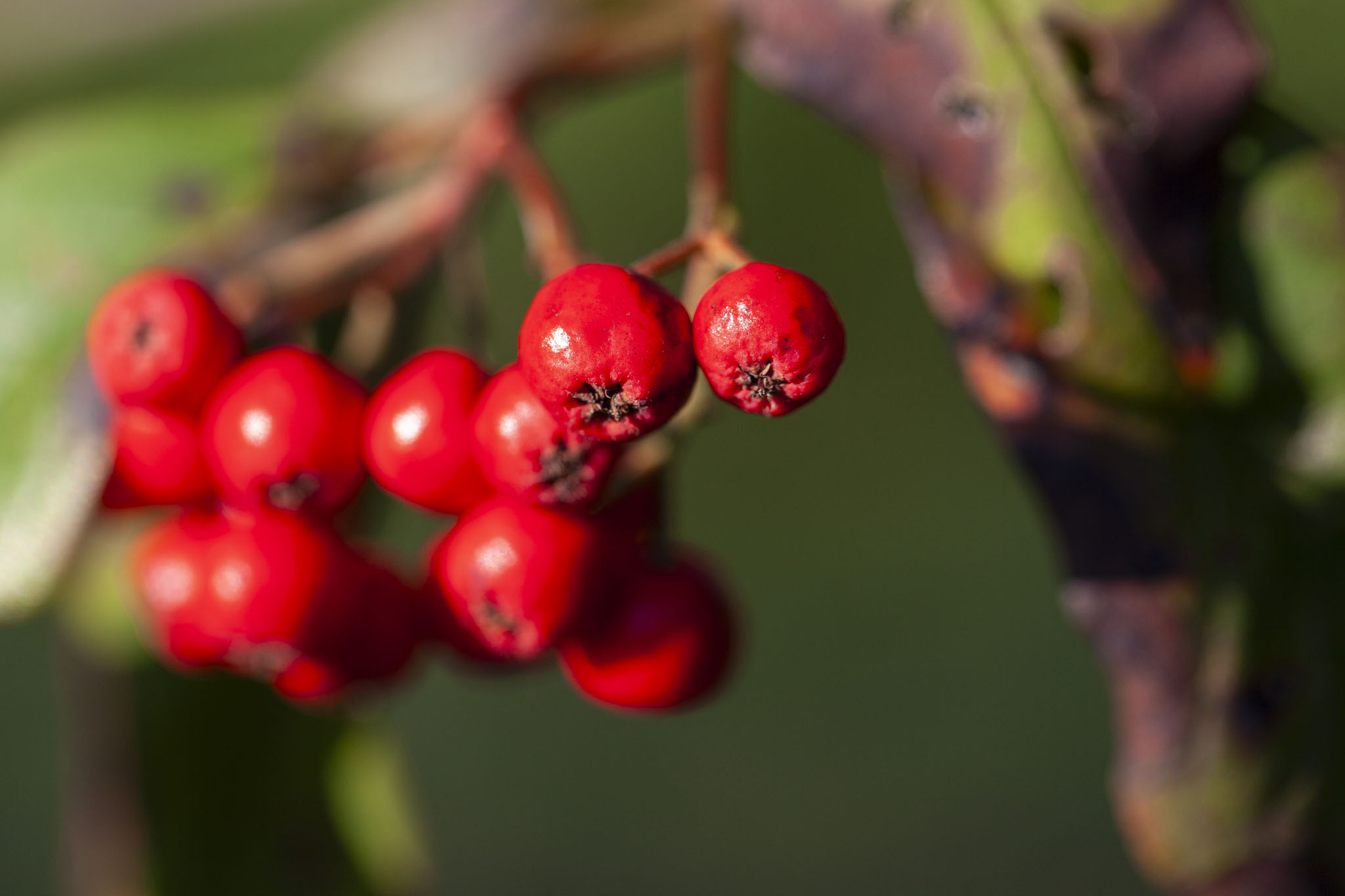 Royal Victoria Country Park
