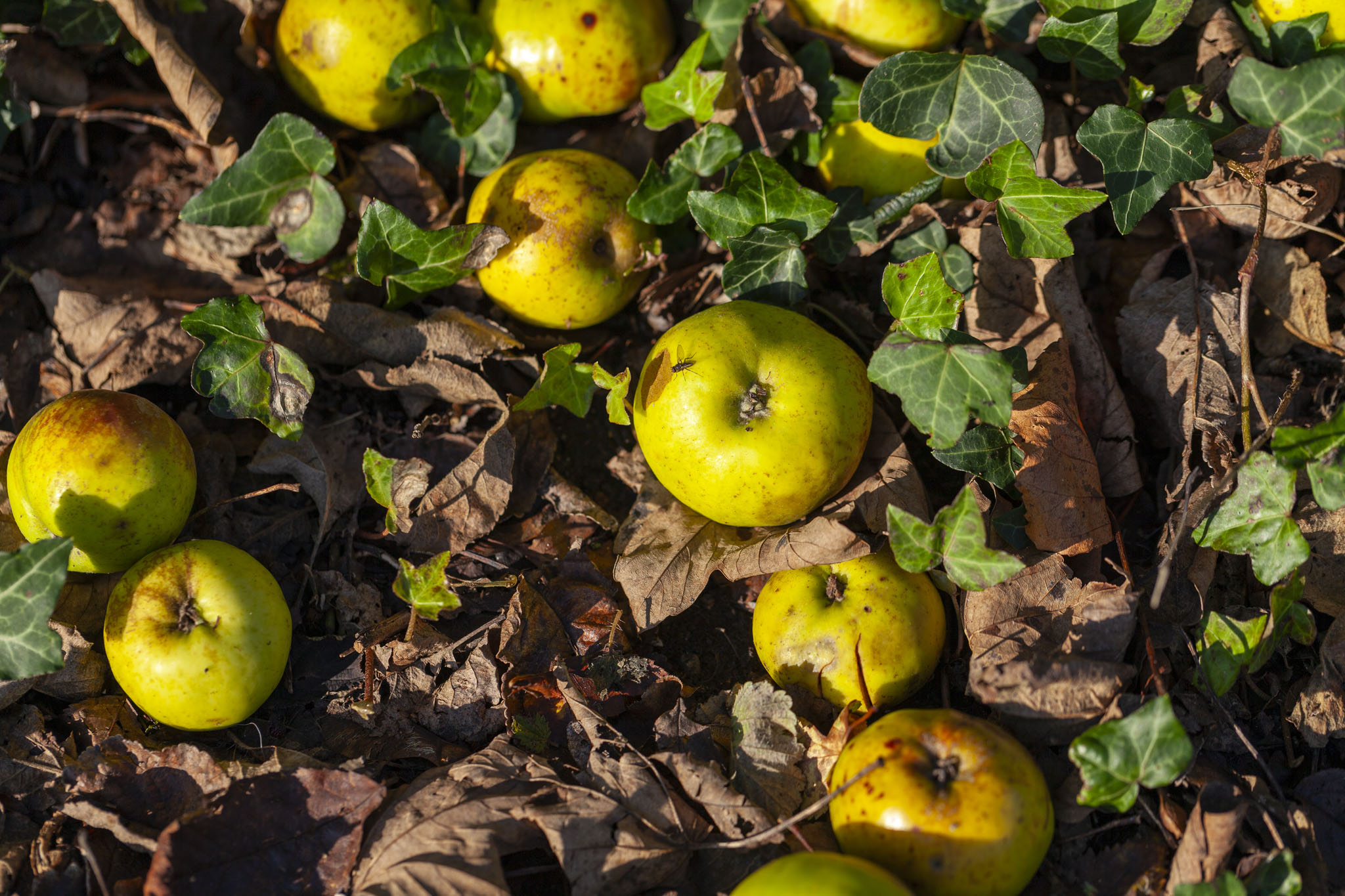 Royal Victoria Country Park