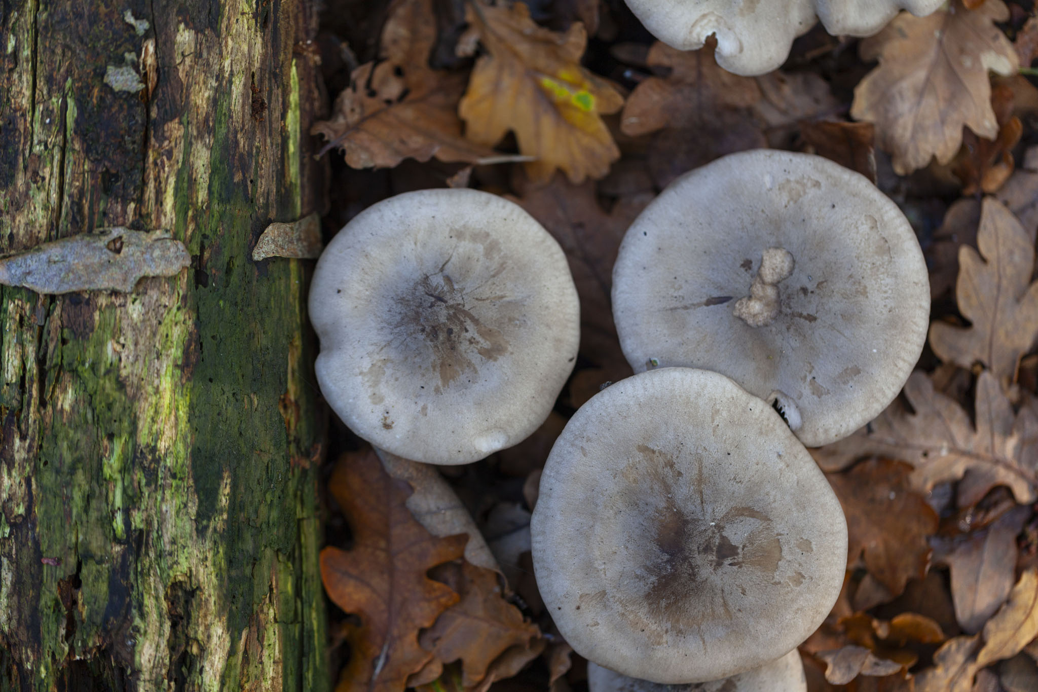 Royal Victoria Country Park