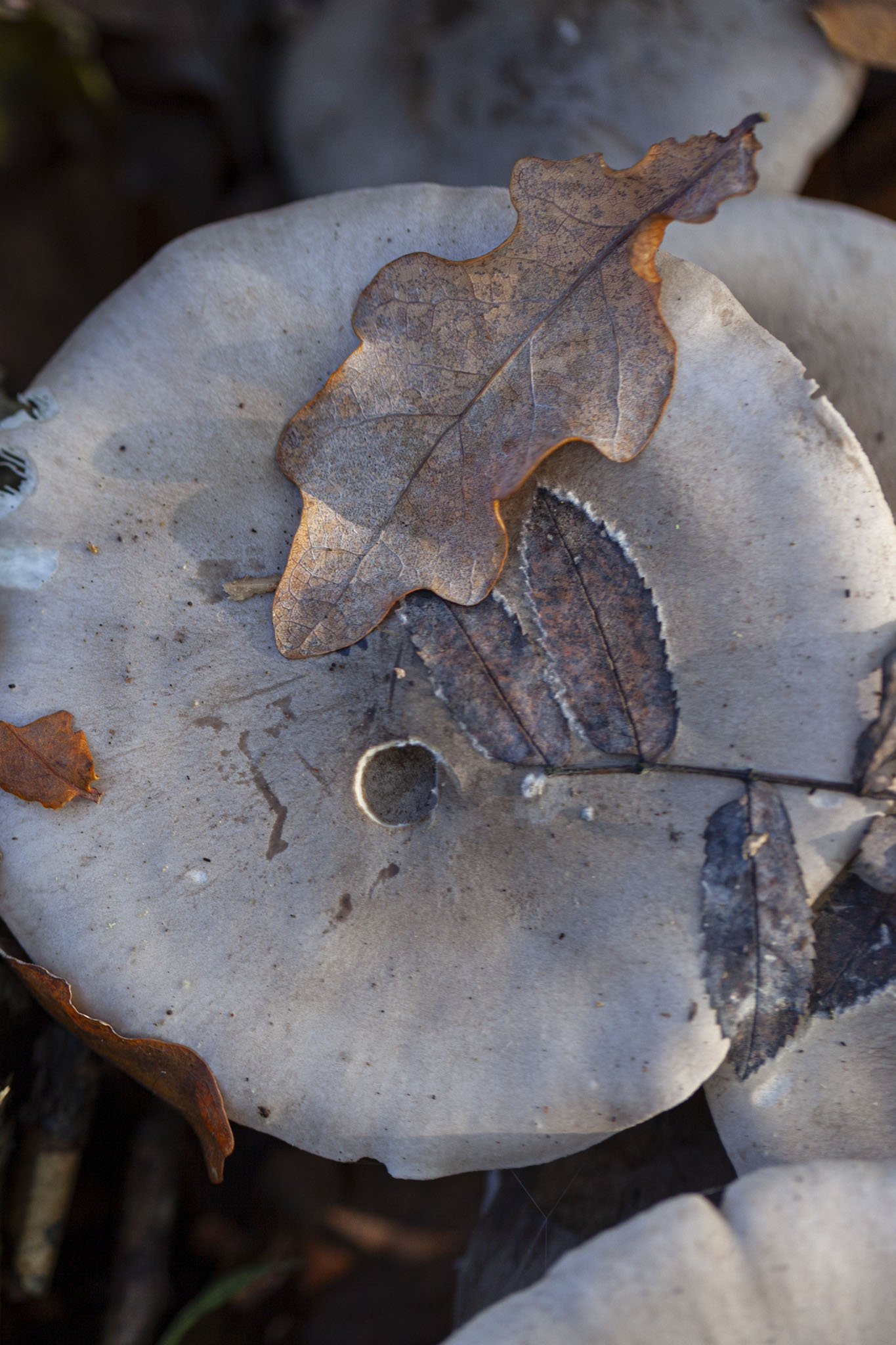 Royal Victoria Country Park