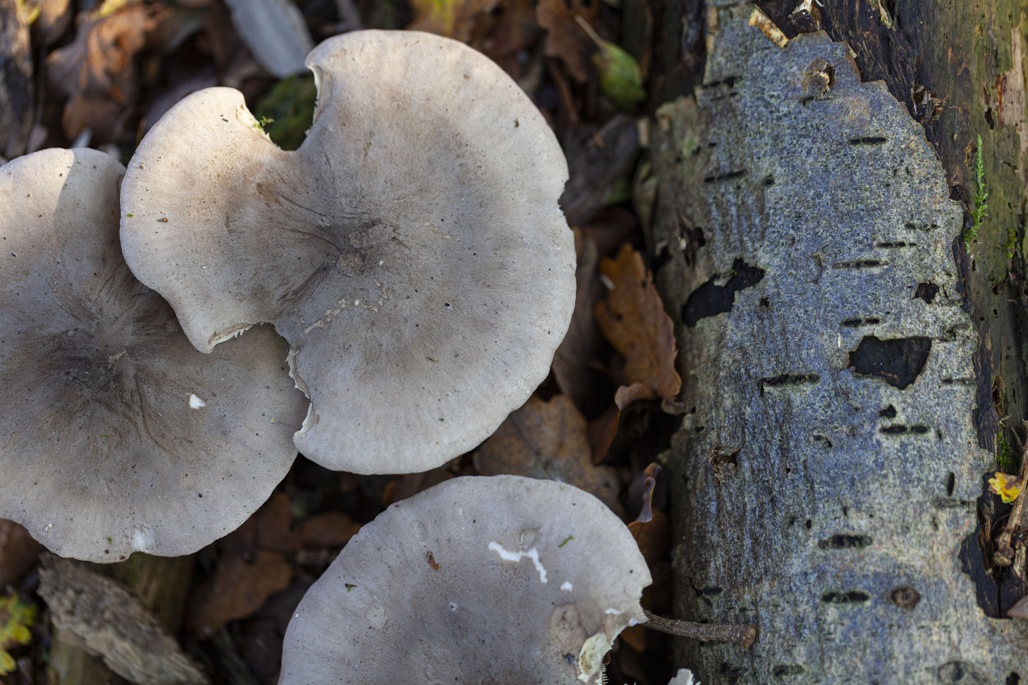 Royal Victoria Country Park