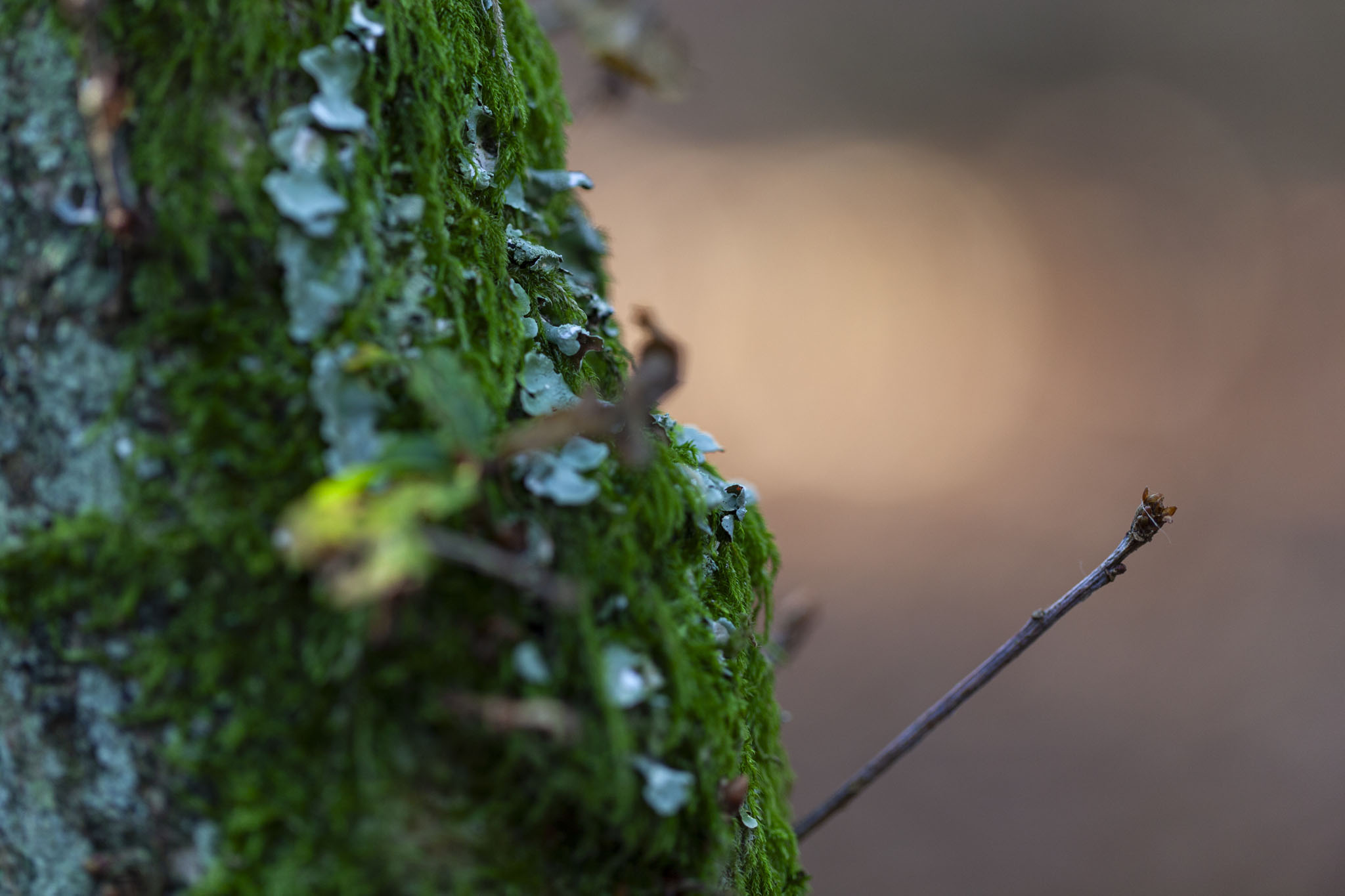 Royal Victoria Country Park