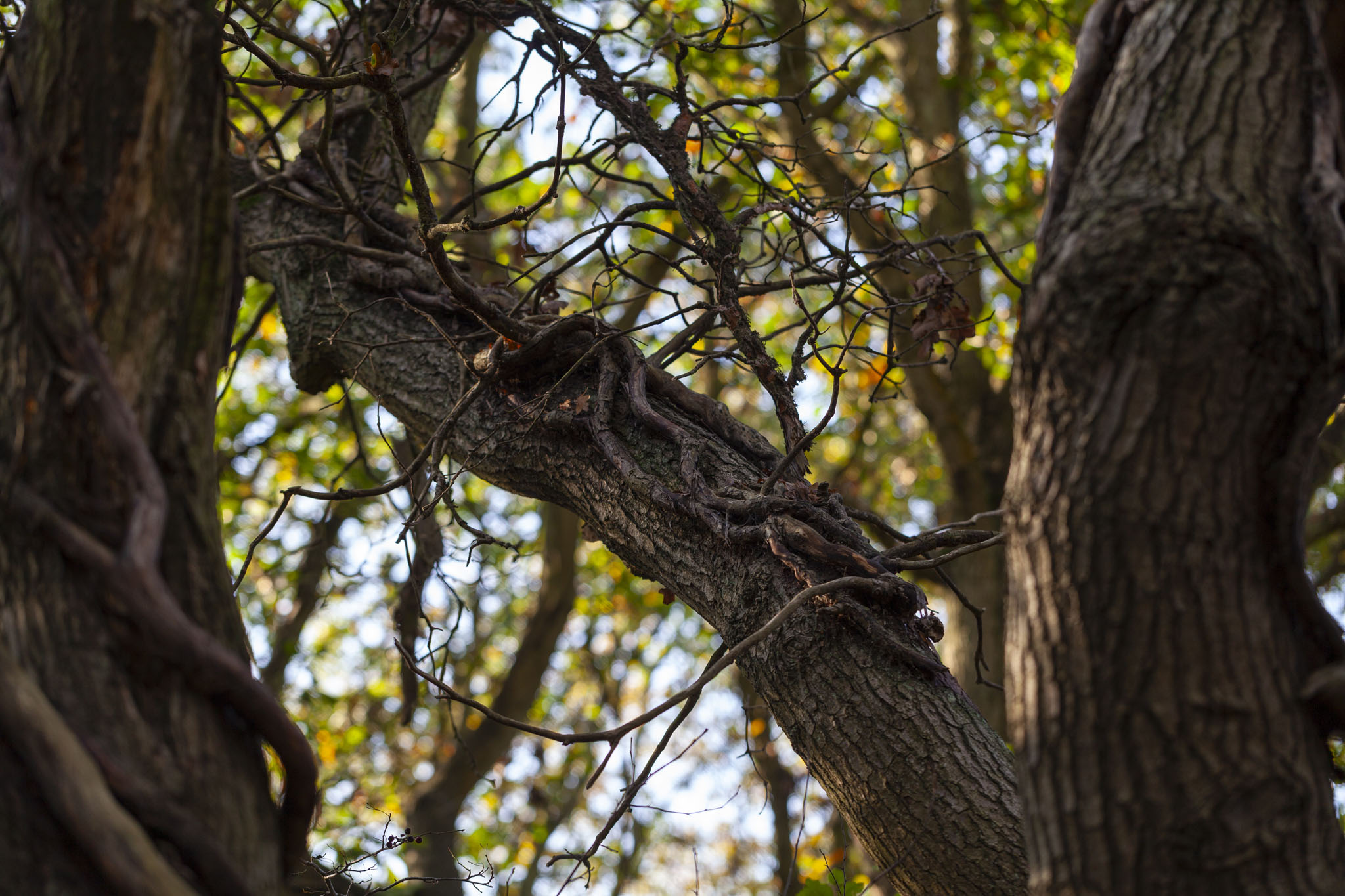 Royal Victoria Country Park